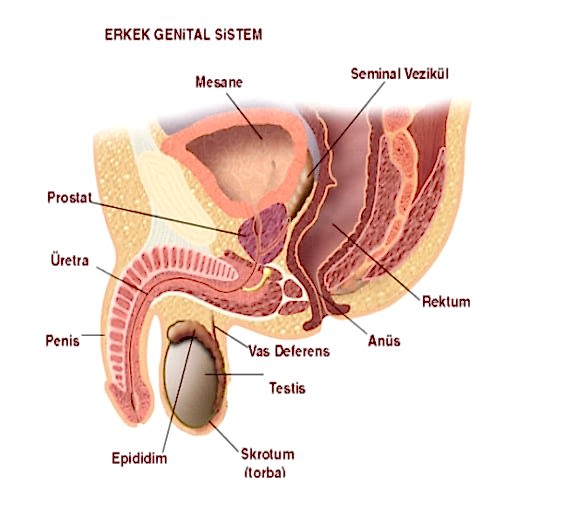 penis-organi-hakkinda